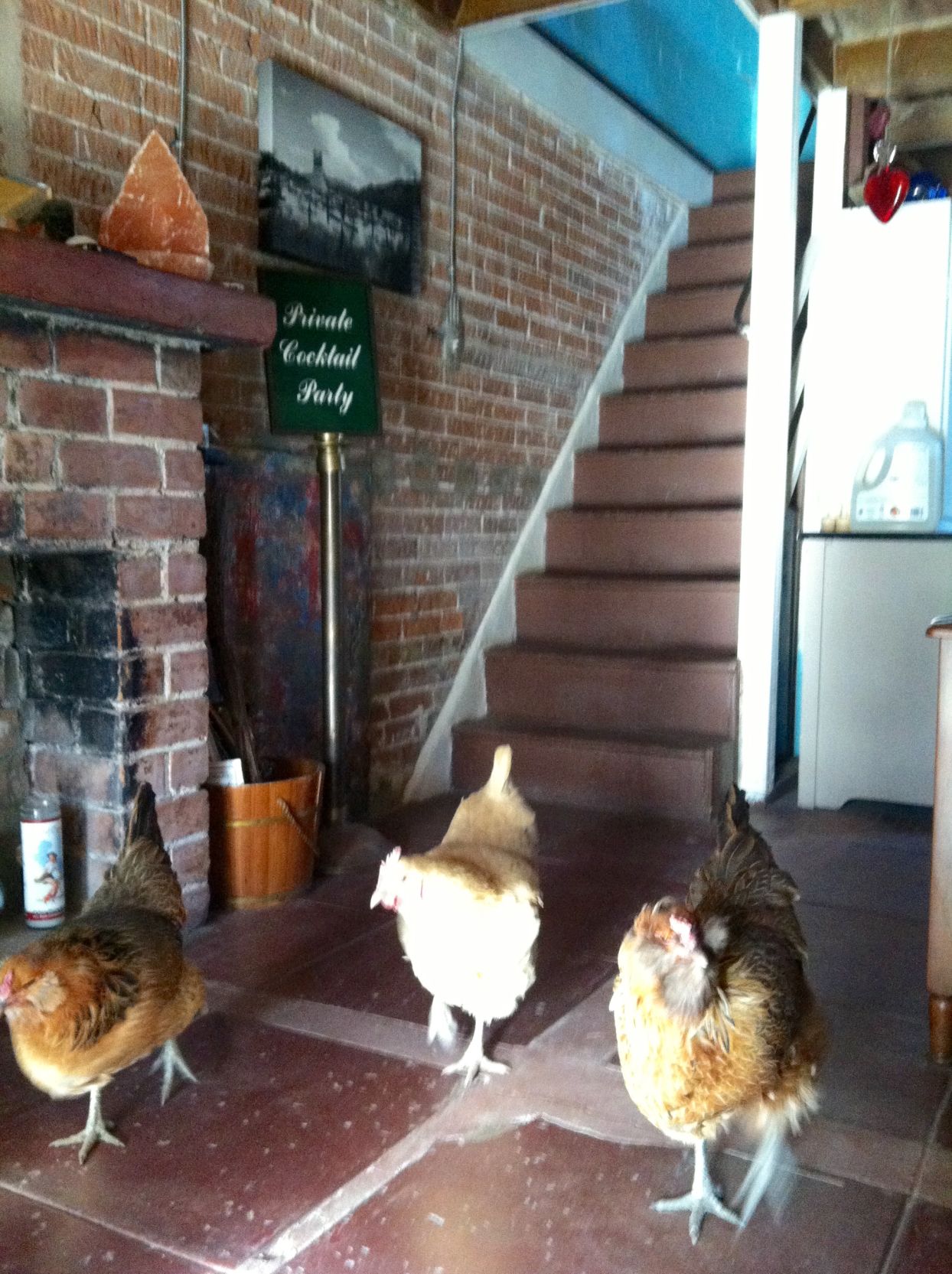 Readers show their chickens